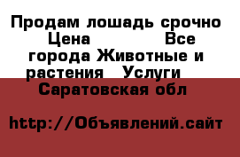 Продам лошадь срочно › Цена ­ 30 000 - Все города Животные и растения » Услуги   . Саратовская обл.